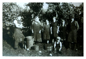 Traditions-Weingut-seit-1880-Weingarten-Arbeit-Lese-Familie-Weingut-Rothschaedl-alte-schwarz-weiss-Fotos