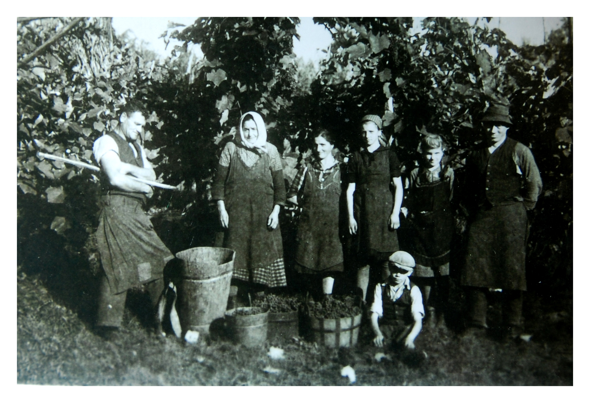 Traditions Weingut Seit 10 Weingarten Arbeit Lese Familie Weingut Rothschaedl Alte Schwarz Weiss Fotos Weingut Rothschadl