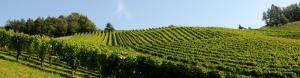 Weingarten-Suedsteiermark-Wein-Weingut-Rothschaedl-Lage-Terroir-Lagenwein-sl5