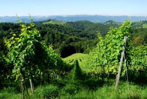 Weingarten-Suedsteiermark-Weingarten-Südsteirisches-Weinland-Naturpark-Wein-Landschaft-Aussicht-Urlaub-Unterkunft-Weingut-Rothschaedl